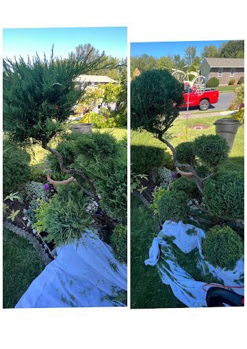 A before and after picture of a bush being trimmed in a garden.