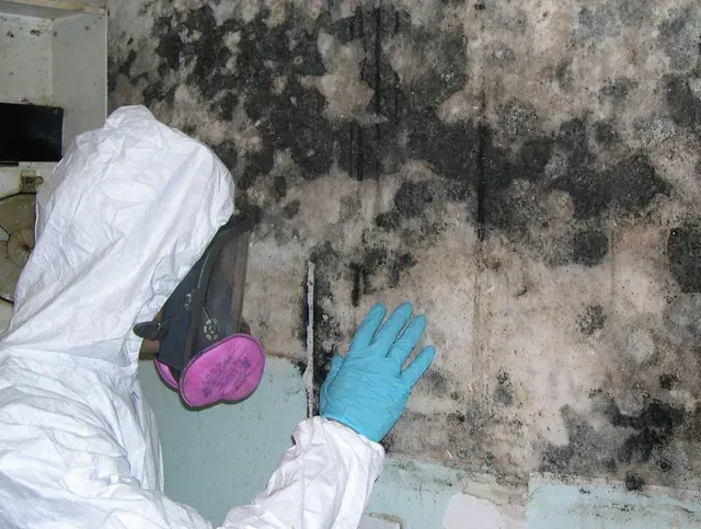 Mold Cleanup Clayton NC