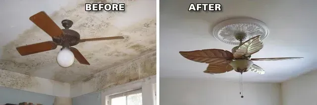 Mold Removal Clayton NC
