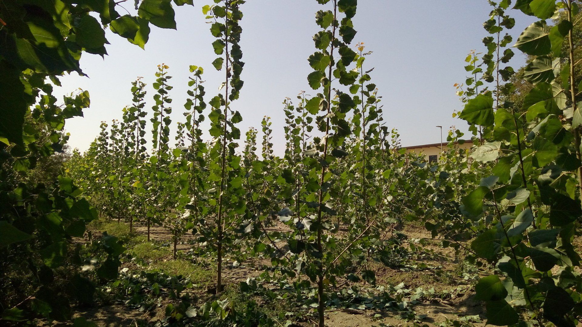 Energy farming