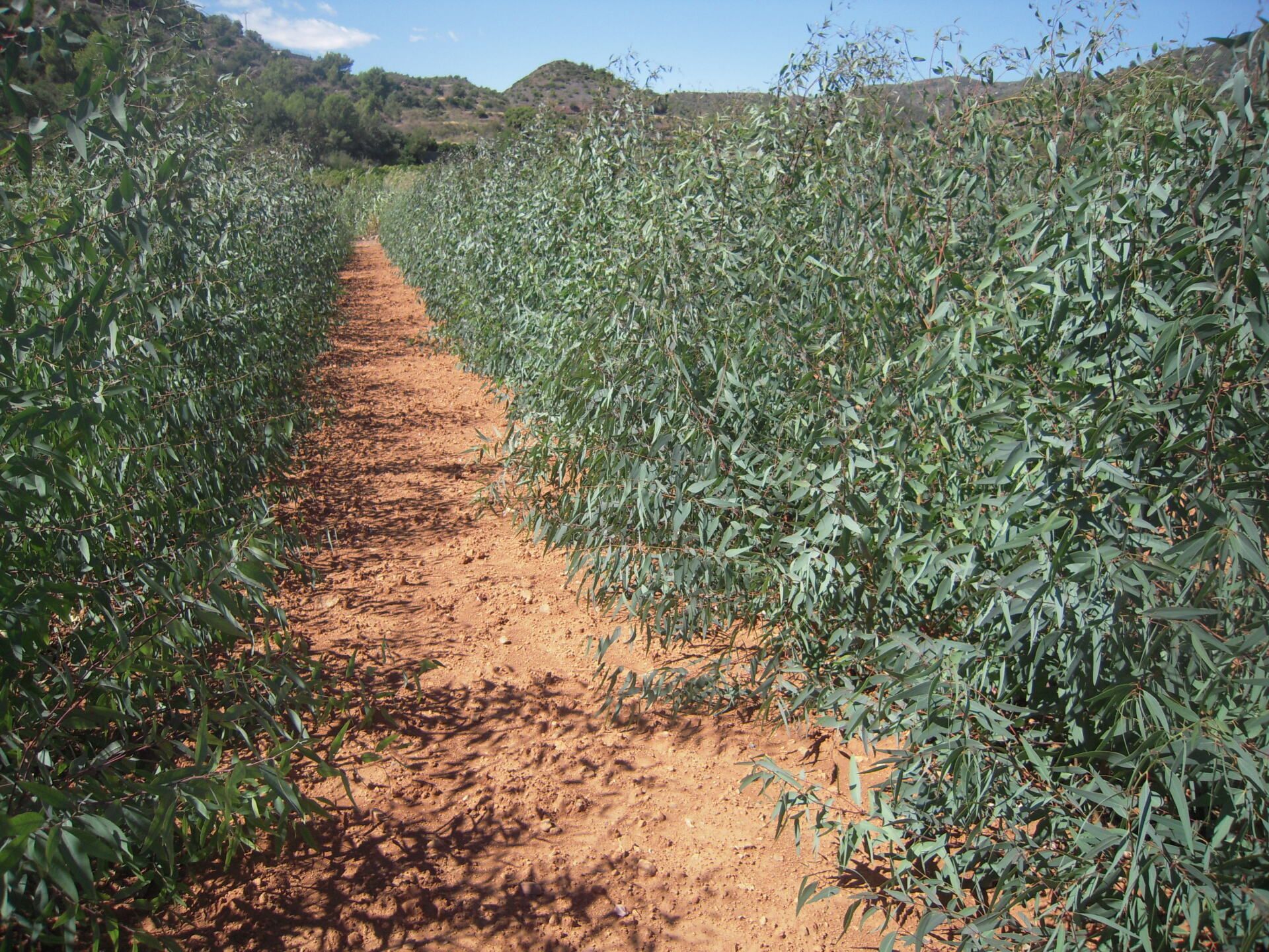 Energy plant cultivation