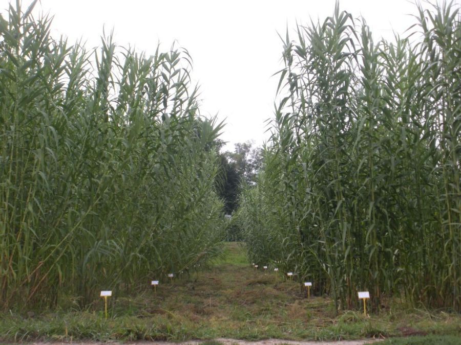 Energy plant cultivation