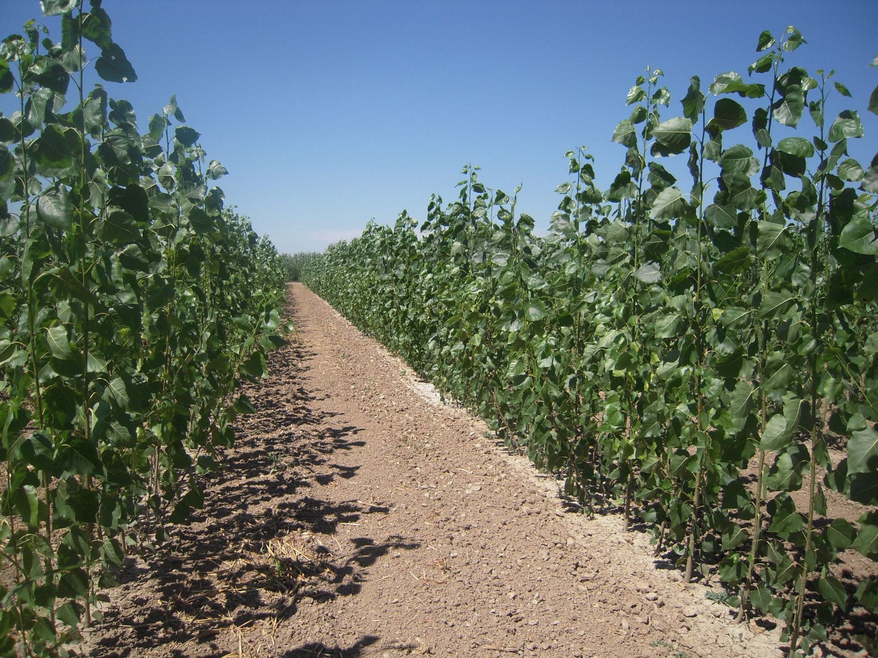 Energy crops