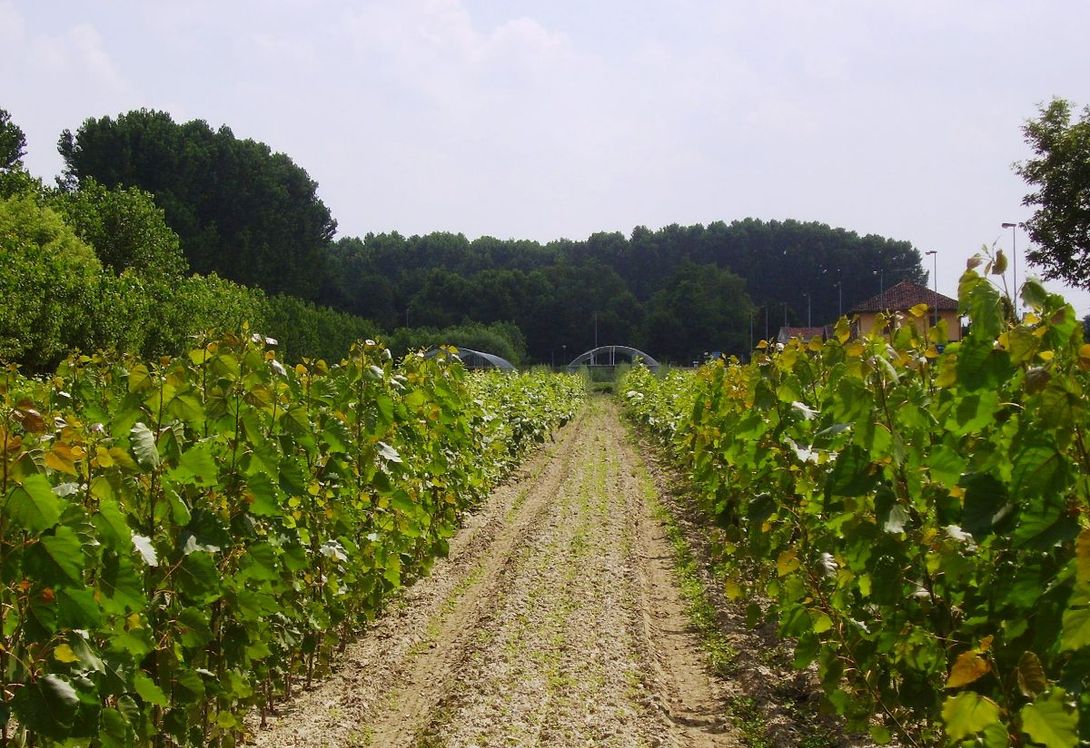 Planting crops for energy