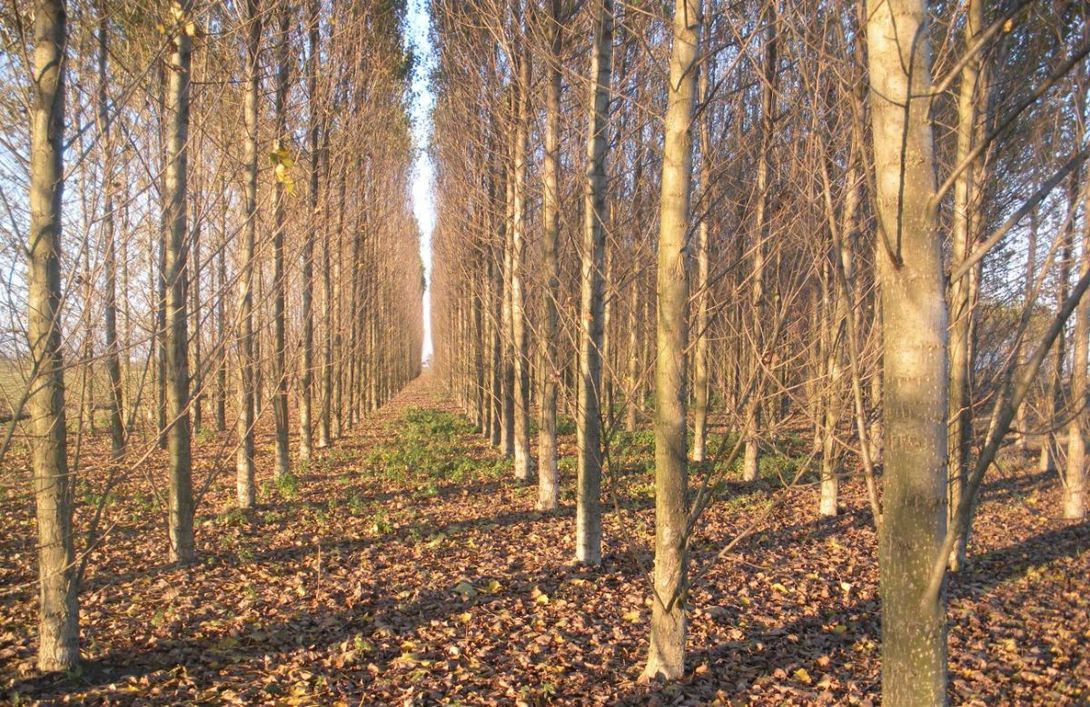 Forest
