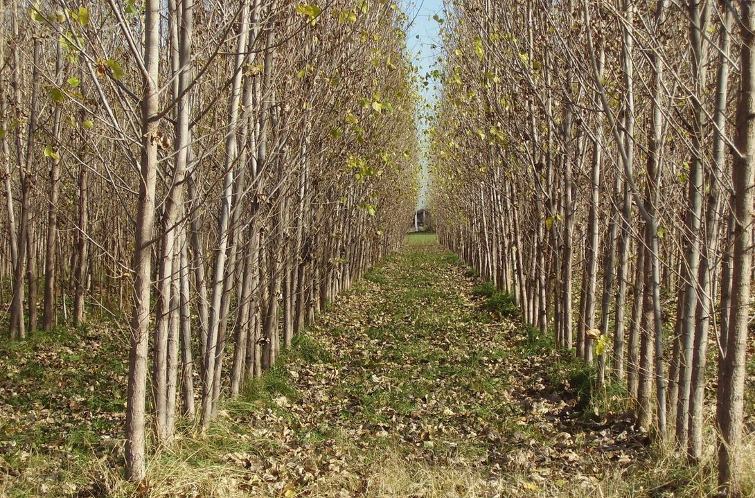 SRF/MRF cultivation