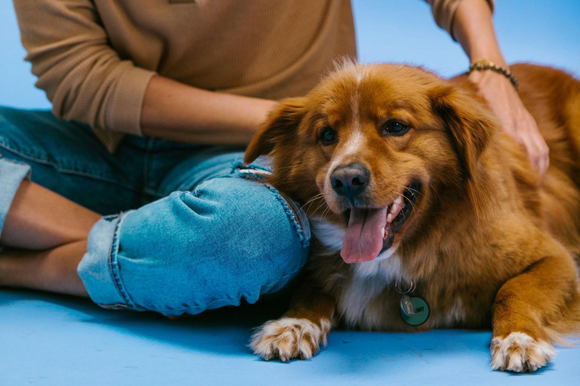 Persona che accarezza un cane
