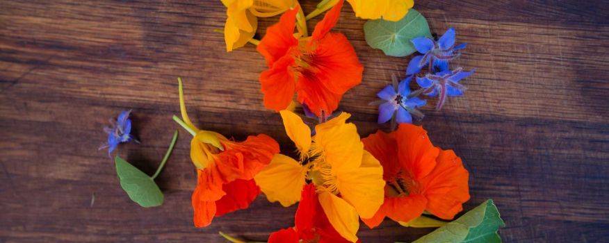 Nasturtiums are in bloom!