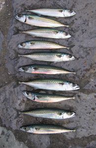 Fish 2