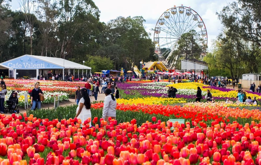 People walking through a vibrant tulip garden, with a Ferris wheel and a cafe in the background — Canberra Windscreens In Woden, ACT