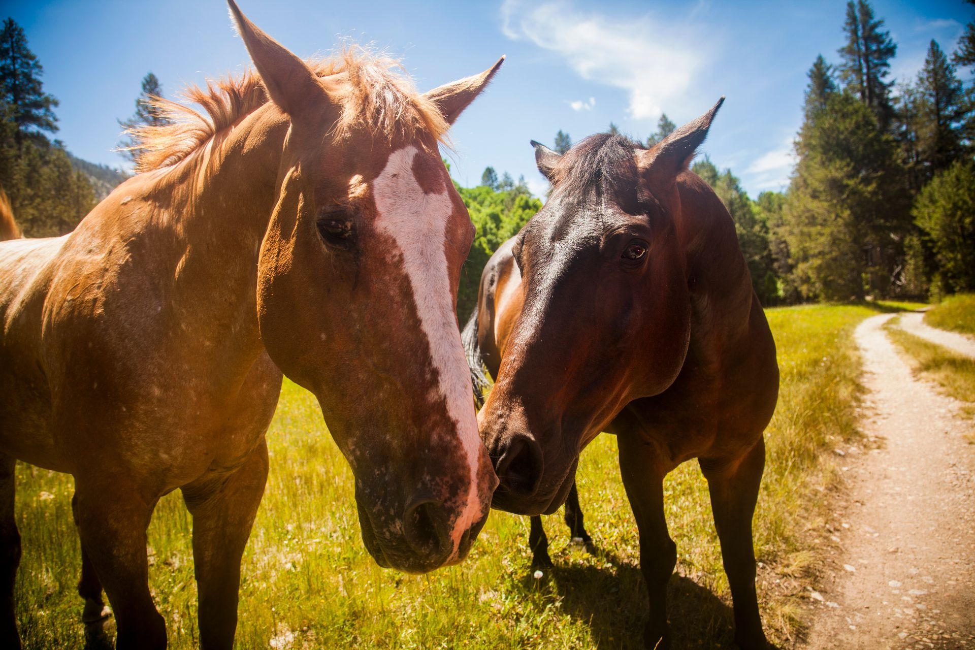 Equine Insurance
