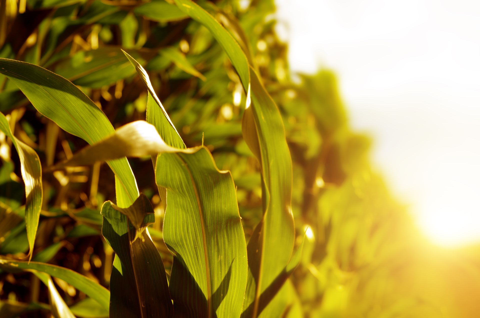 Sunlit green corn plants swaying in a field at golden hour