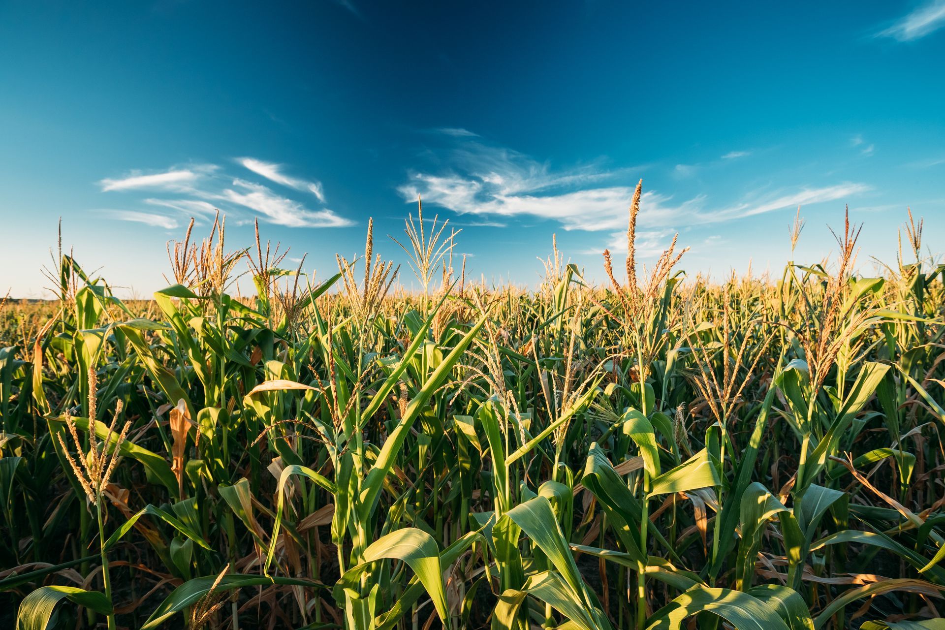 Crop Insurance