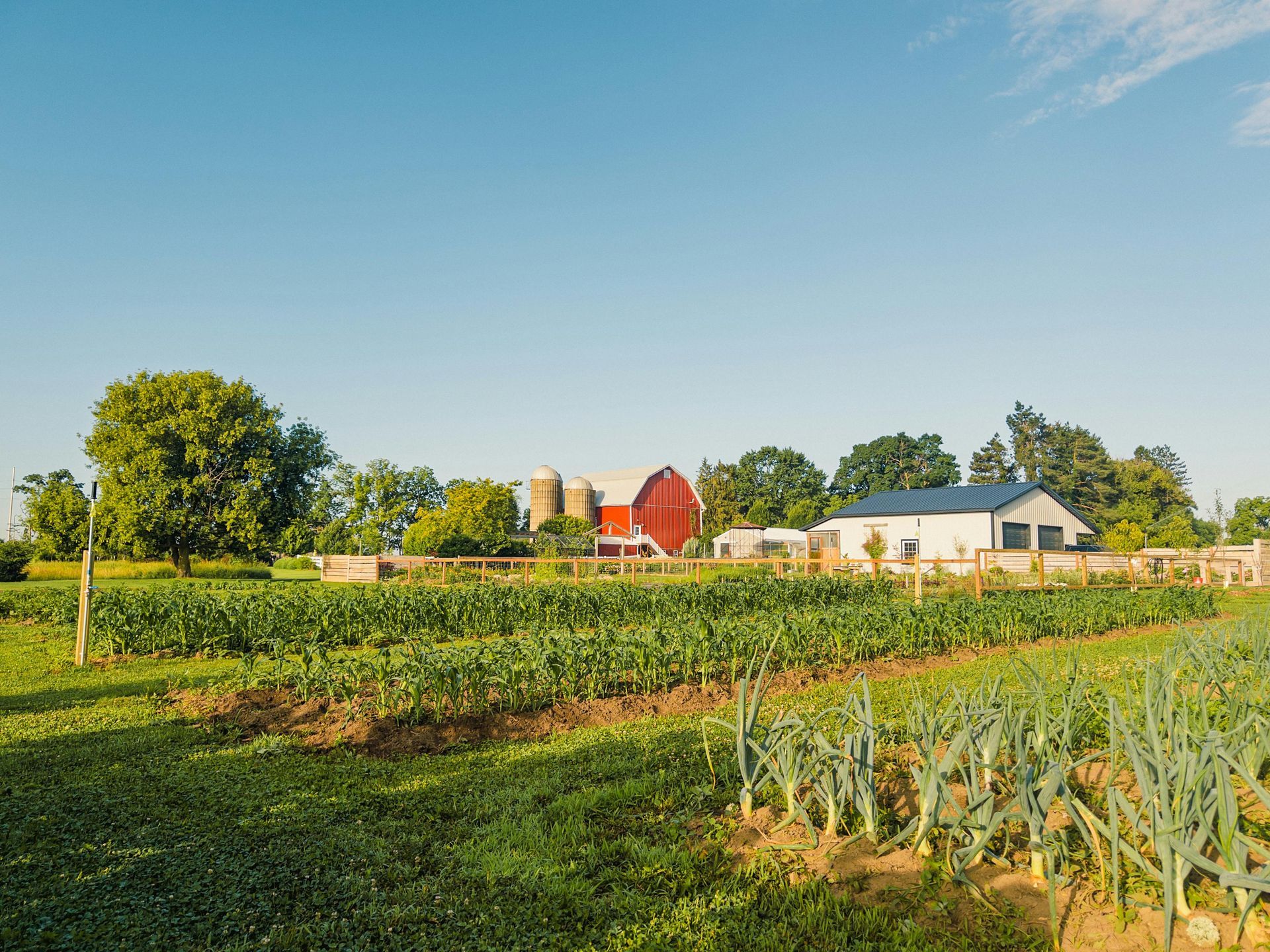 Sunlit farm field with rows of crops, a red barn, and white buildings under a clear blue sky