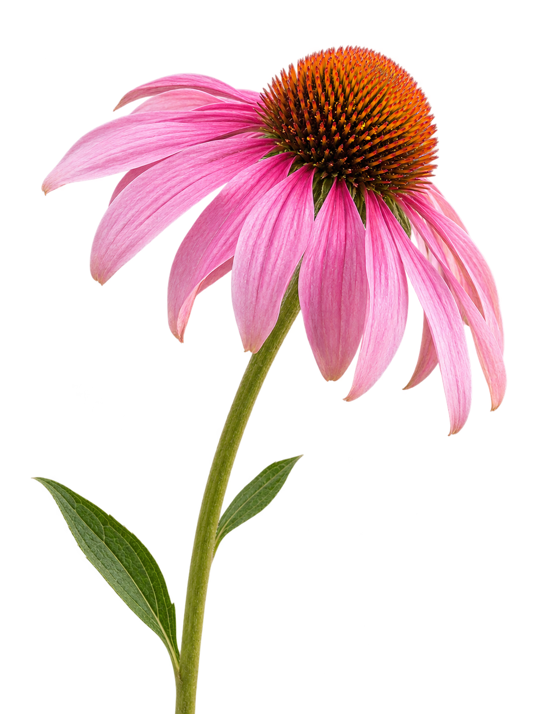 Sonnenhutblüte