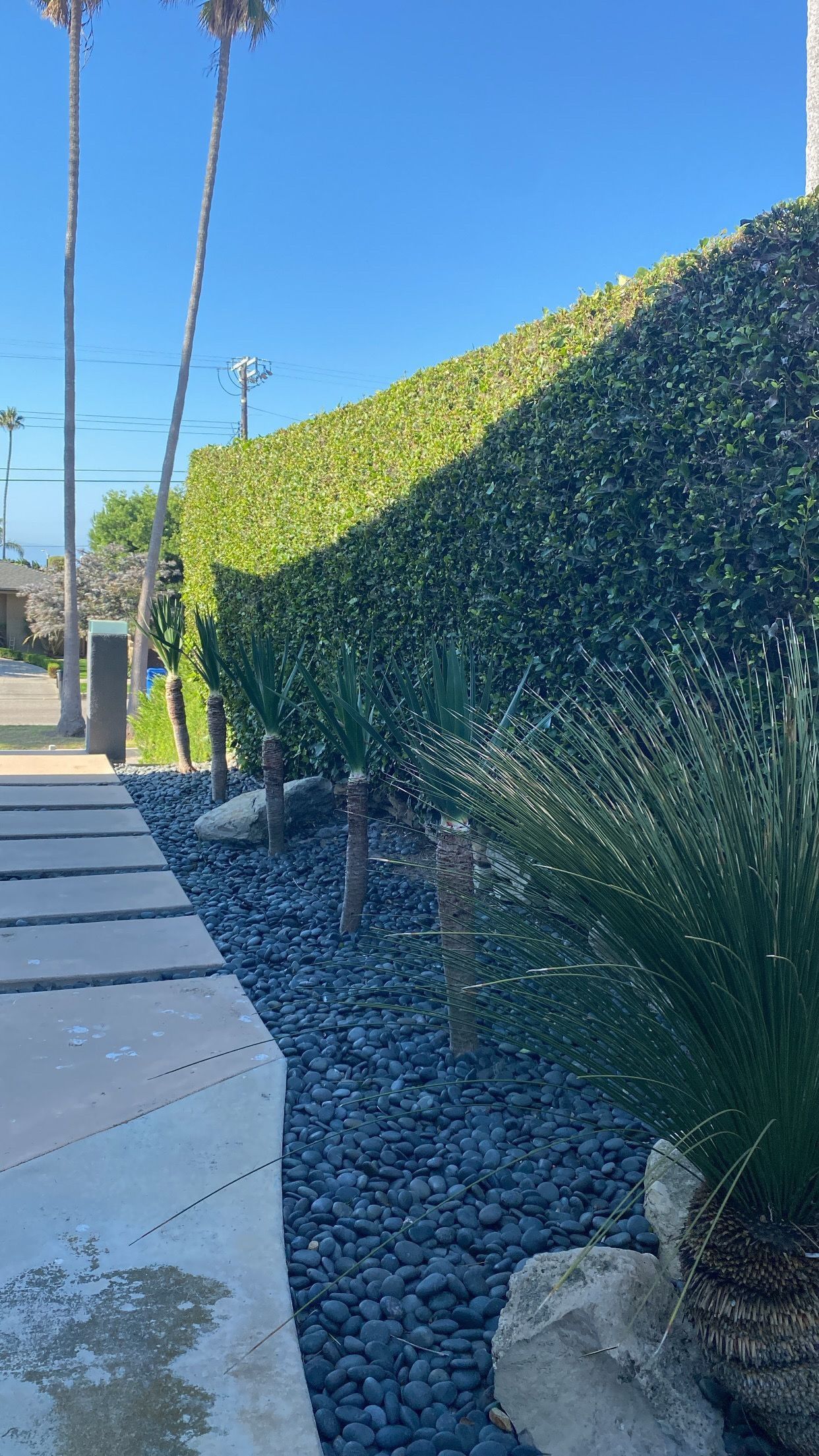 Stone path next to a wall of green foliage with black stones at base, under a bright blue sky.