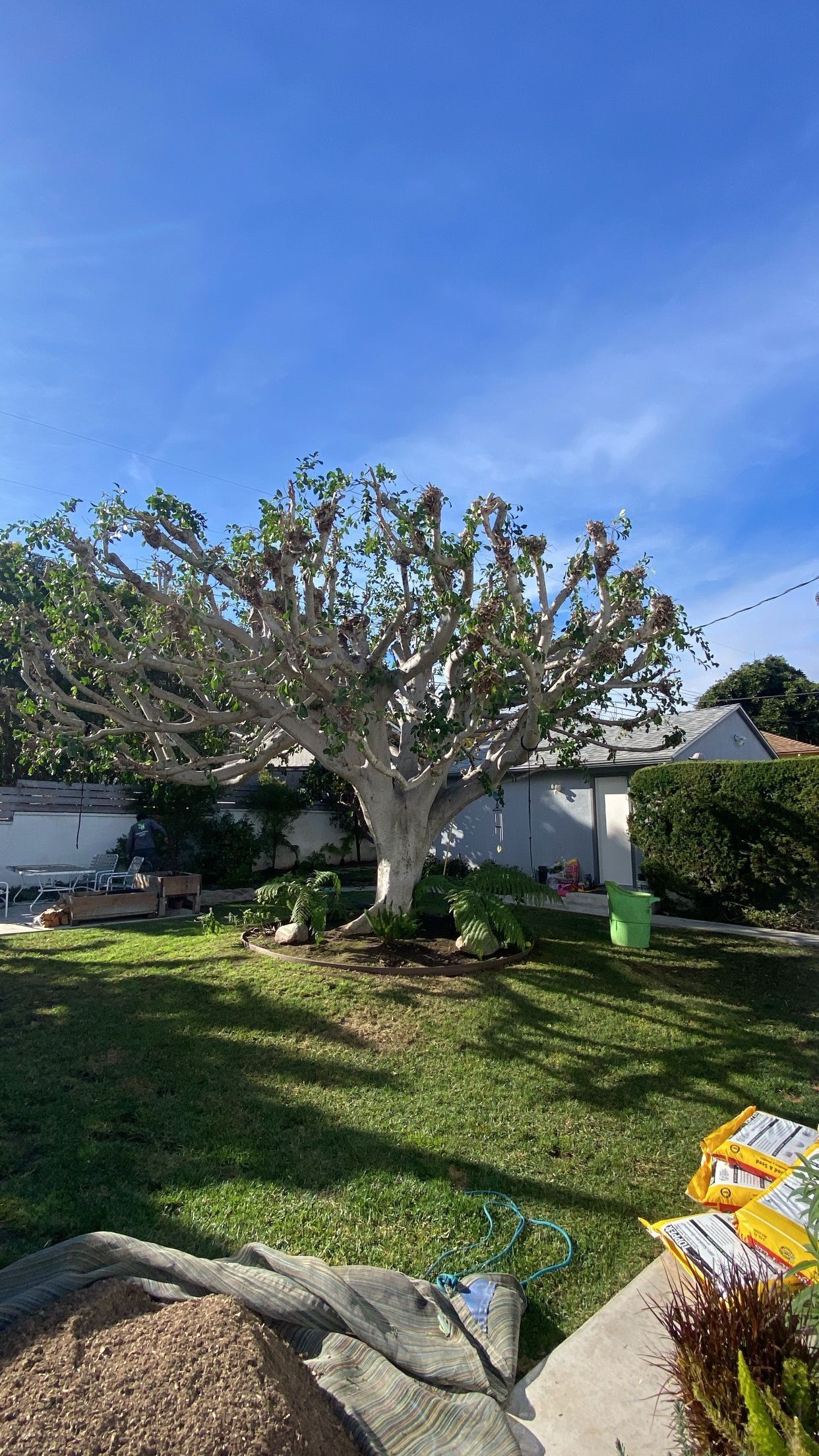 A large, light-barked tree in a backyard setting, under a blue sky, with surrounding greenery.