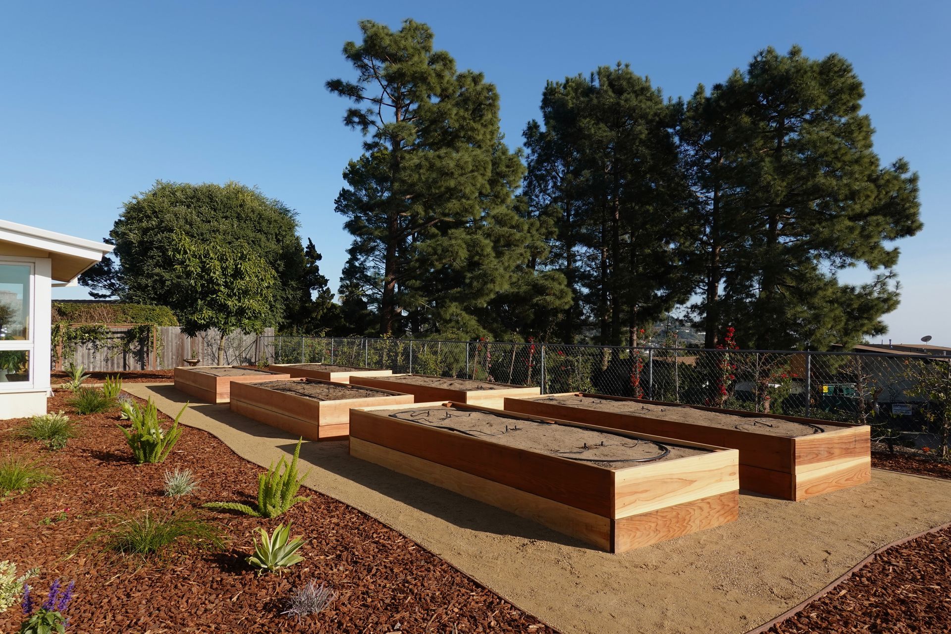 Raised wooden garden beds in a sunny yard, surrounded by mulch and plants, with trees in the background.