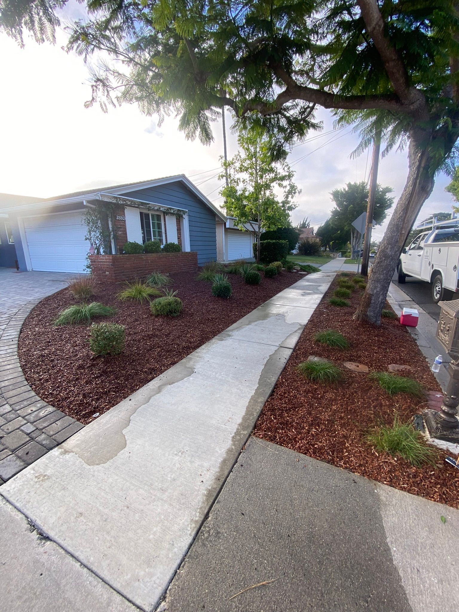 A sidewalk with brown mulch landscaping, a small blue house, and a large tree.