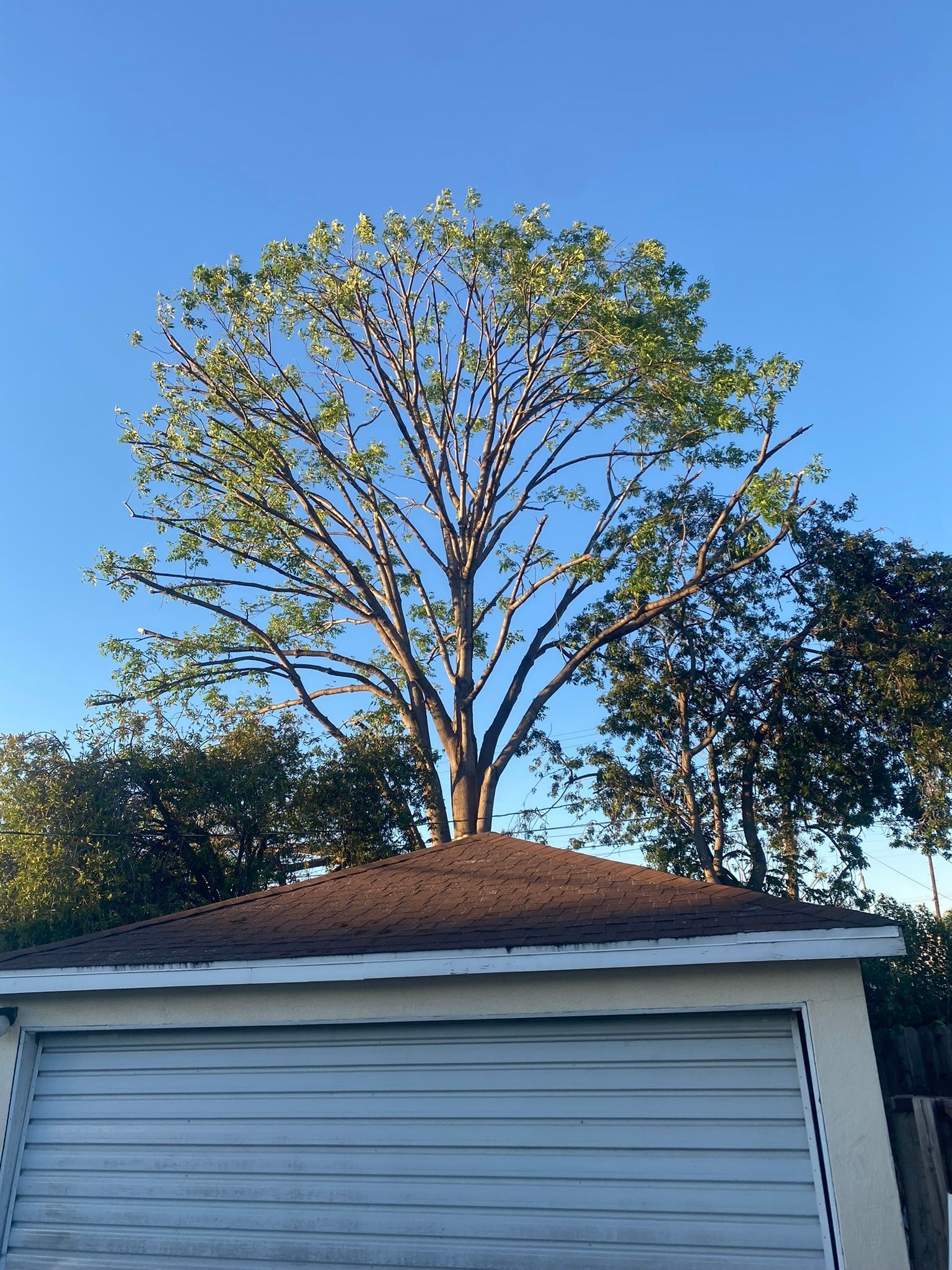 Tree atop a garage with blue sky background.