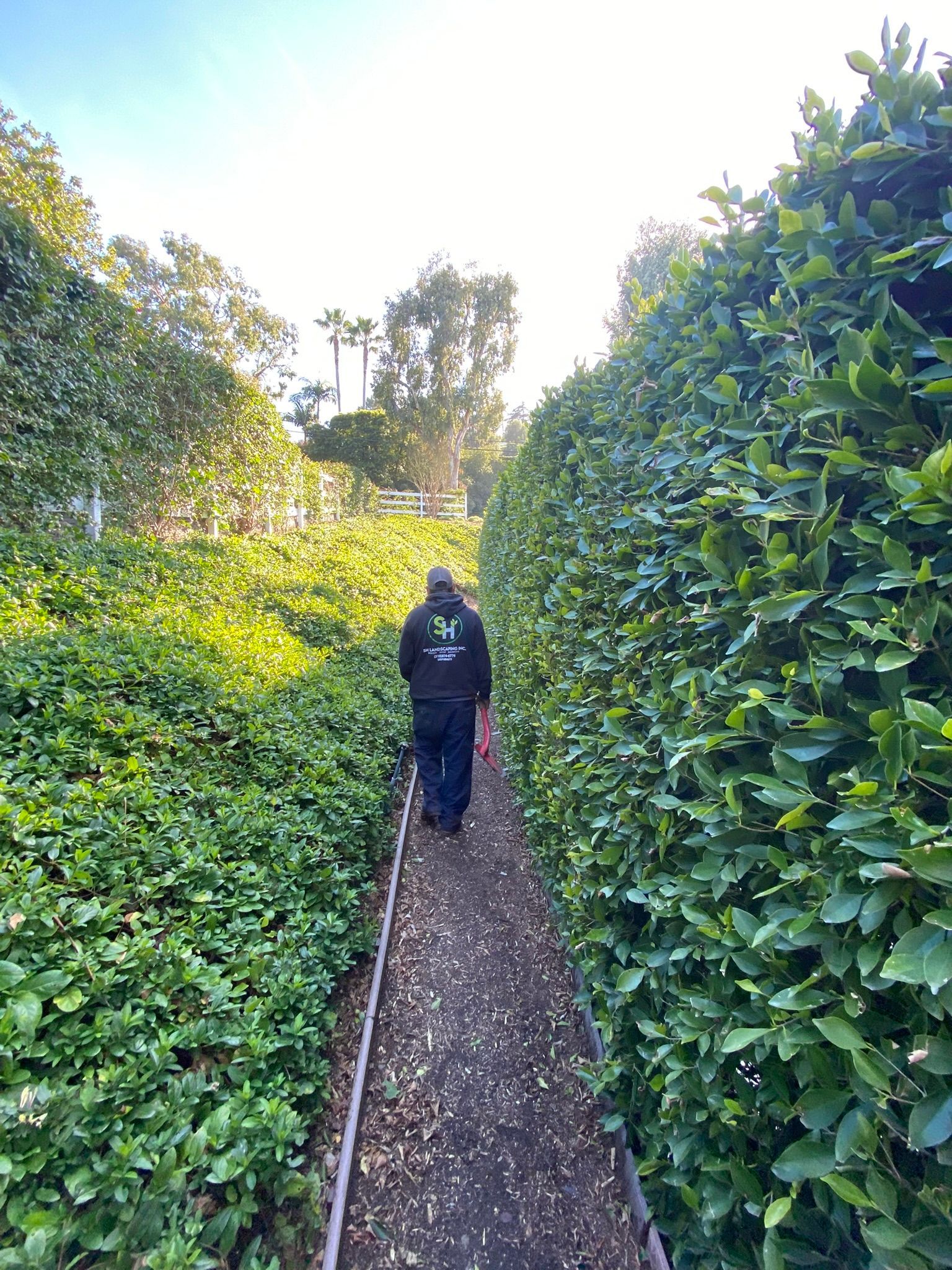 Person walking down a narrow, green hedge-lined path. Sunlight at the end.