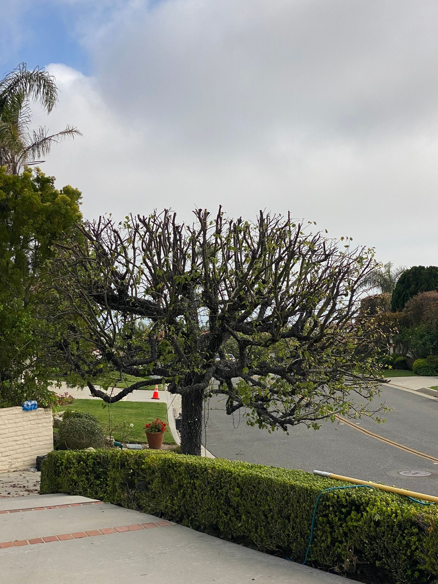 Tree with pruned branches, green leaves, in front of a hedge and driveway. Cloudy sky.