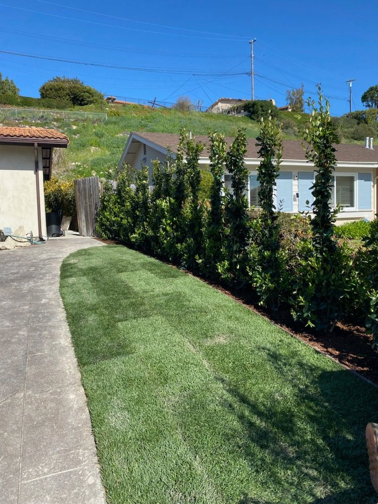 Lawn and hedge border a house with a blue sky in the background. A driveway is on the left side.