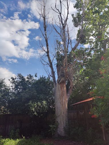 A tree with no leaves is surrounded by trees and a fence.