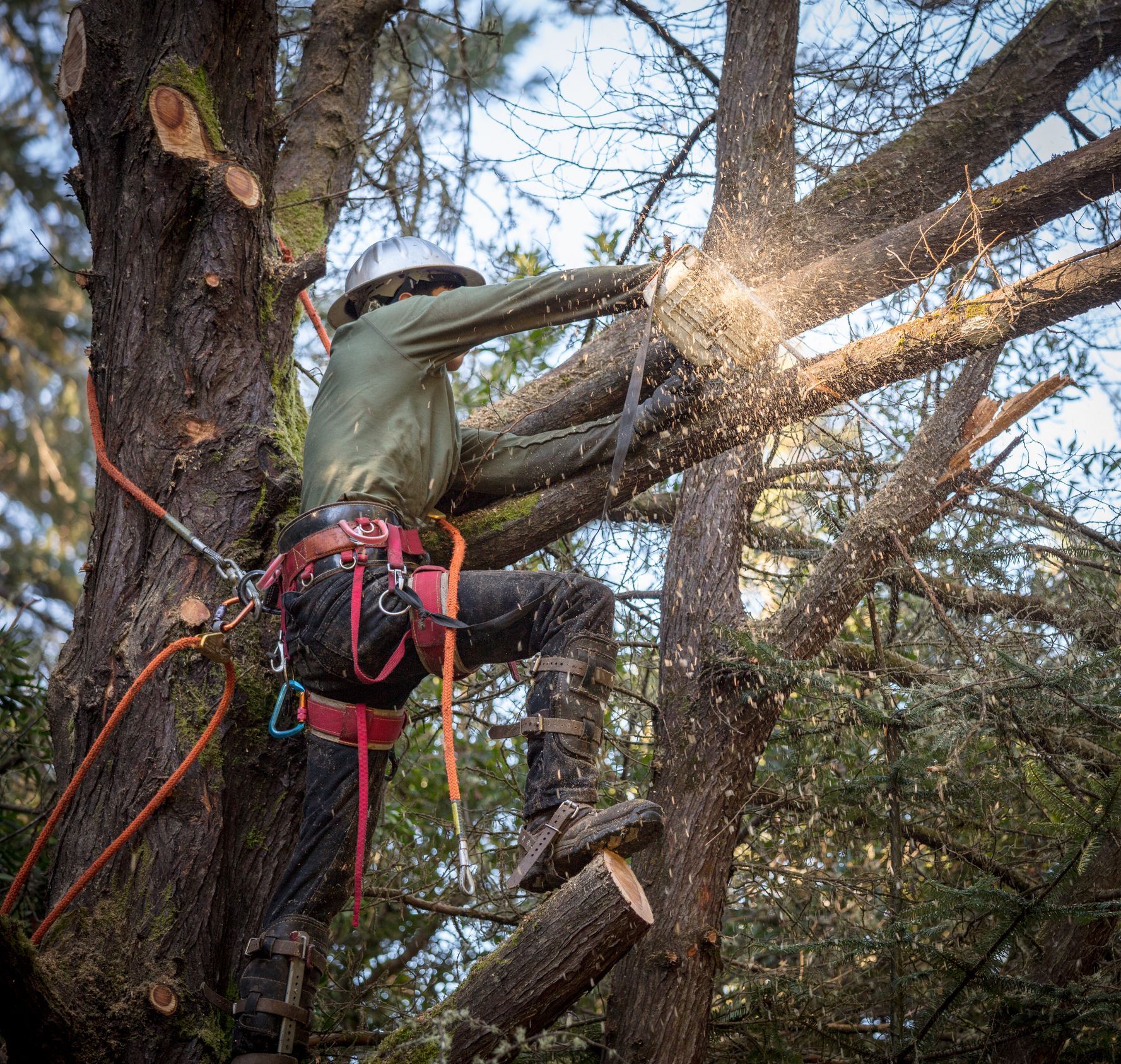 A man is cutting a tree branch with a chainsaw.
