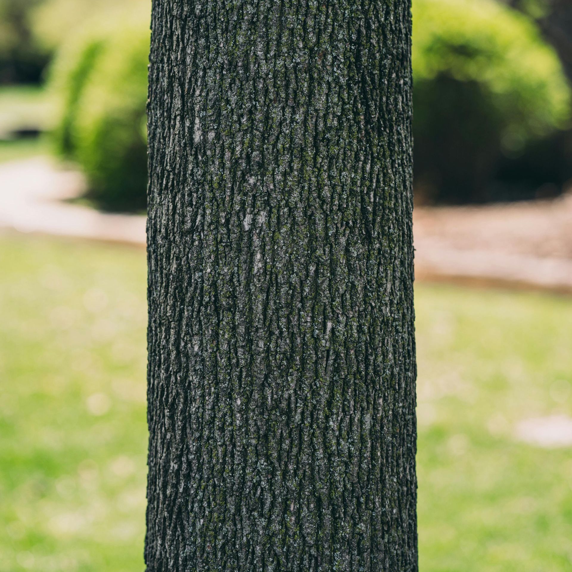 A close up of the bark of a tree in a park.