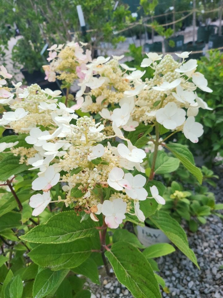 A close up of a plant with white flowers and green leaves