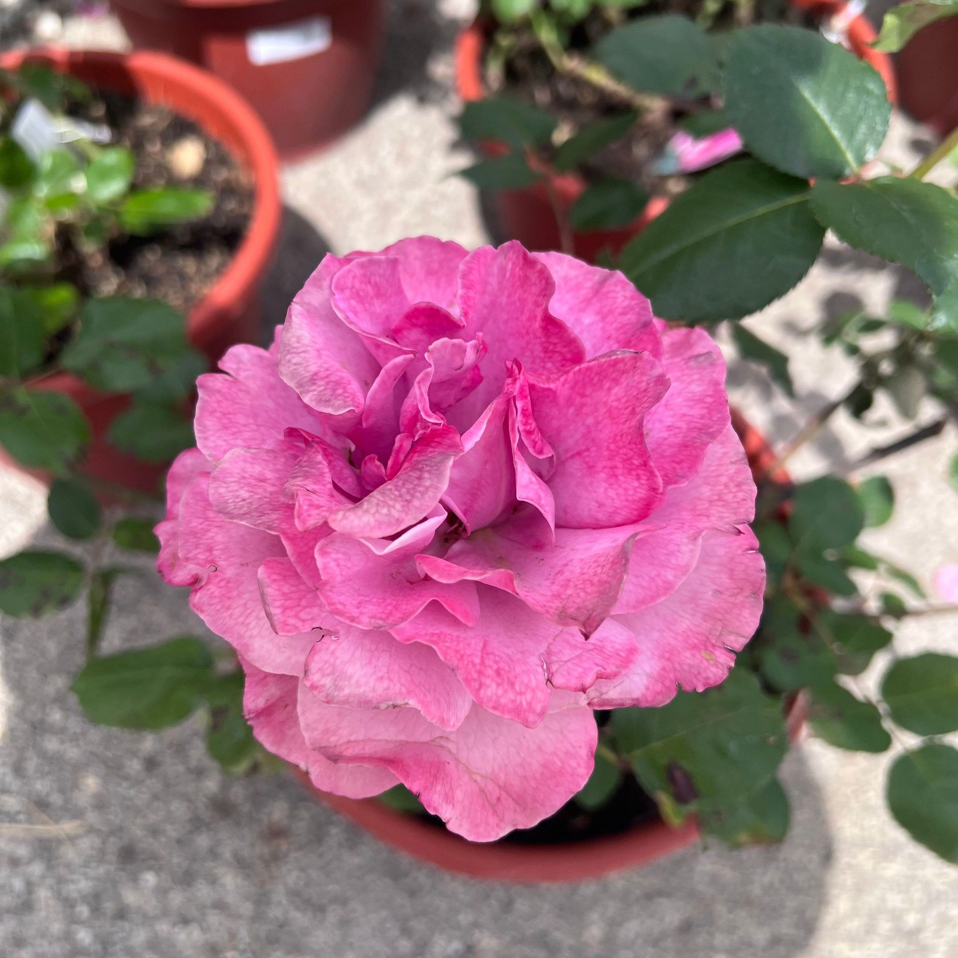 A close up of a pink rose in a pot