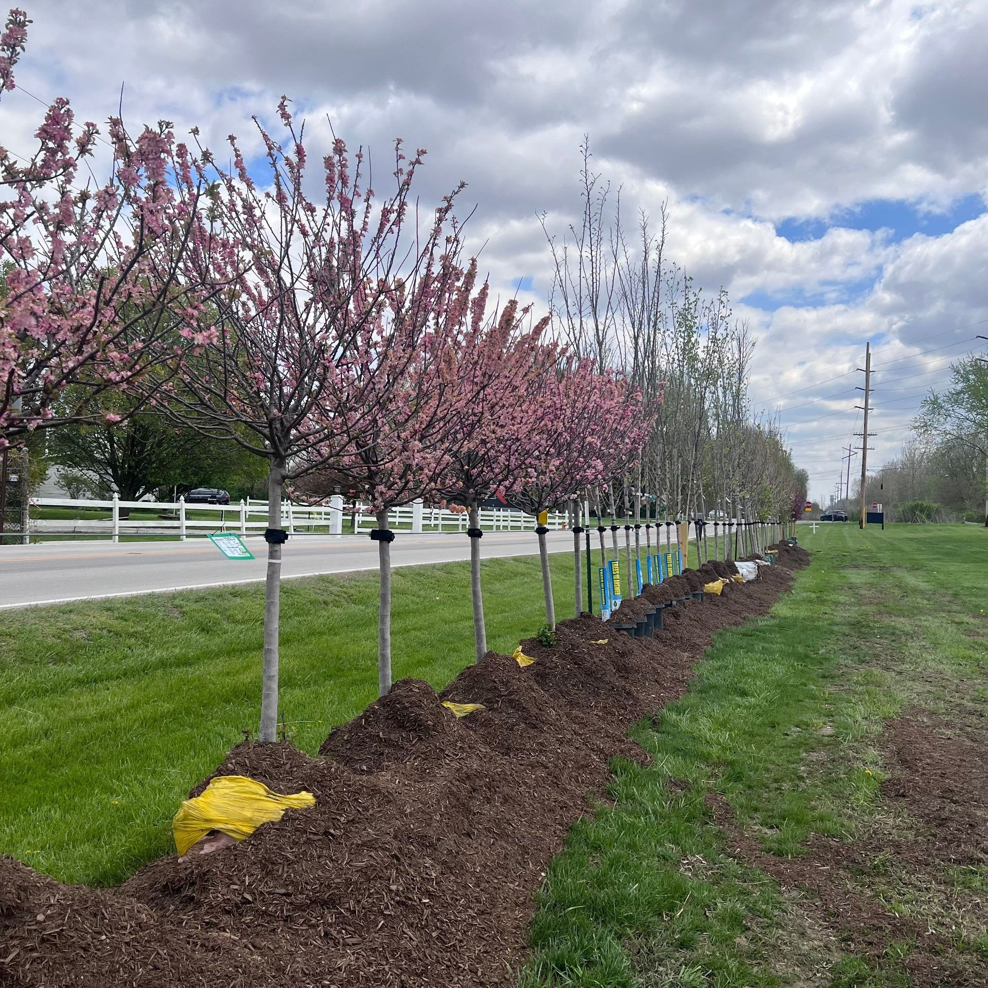 A row of trees with pink flowers along the side of a road