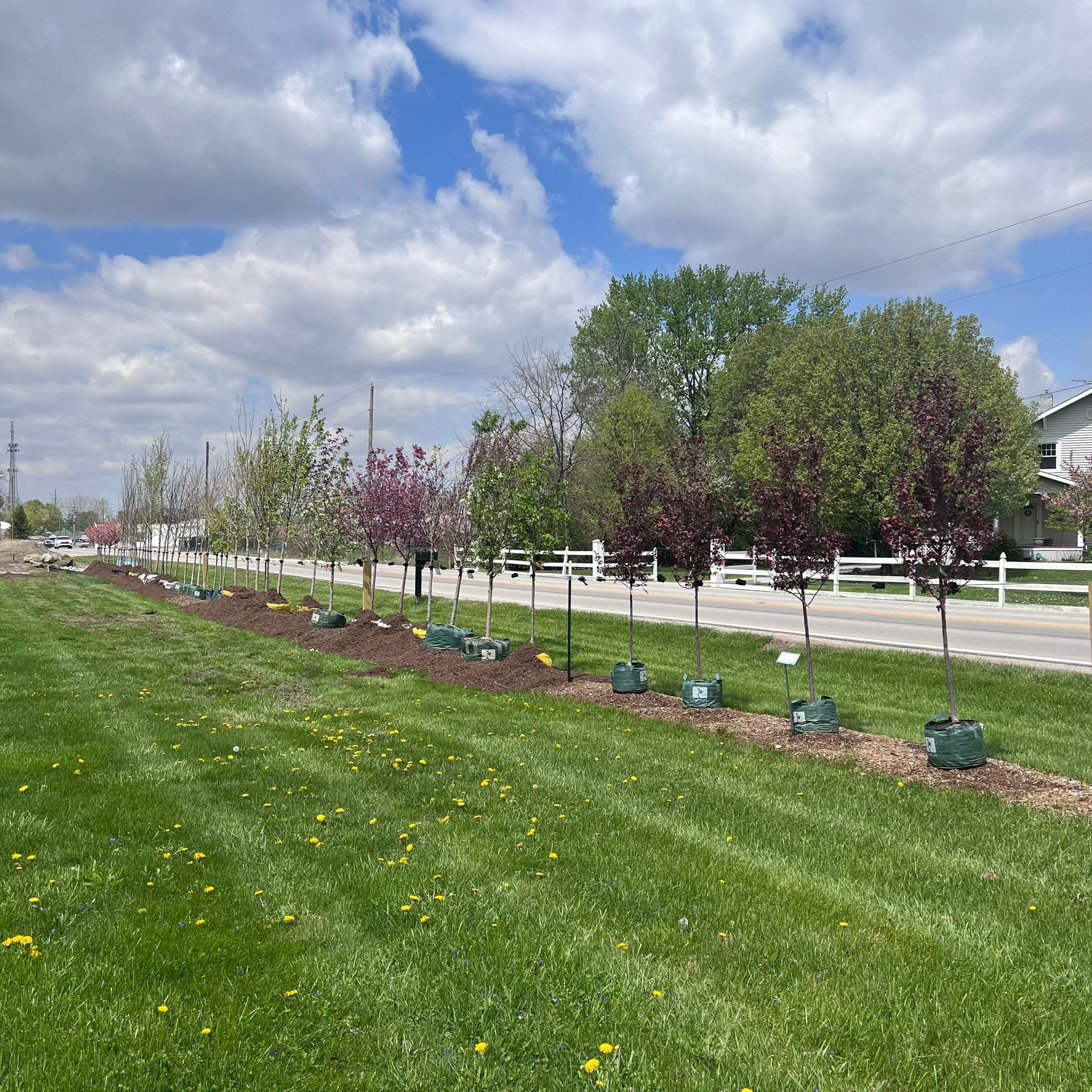A row of trees are lined up in a lush green field.