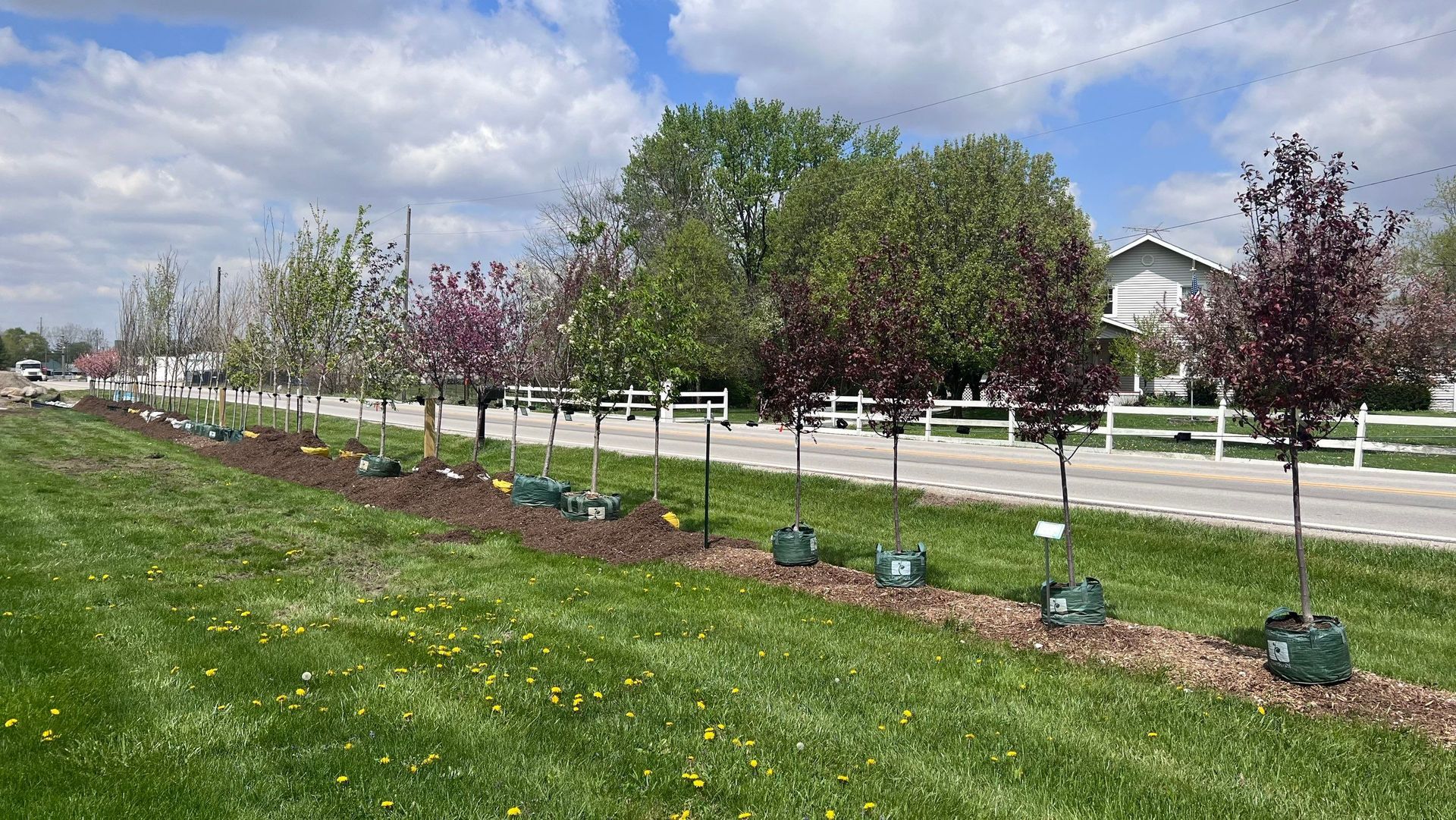 A row of trees in a grassy field next to a road.