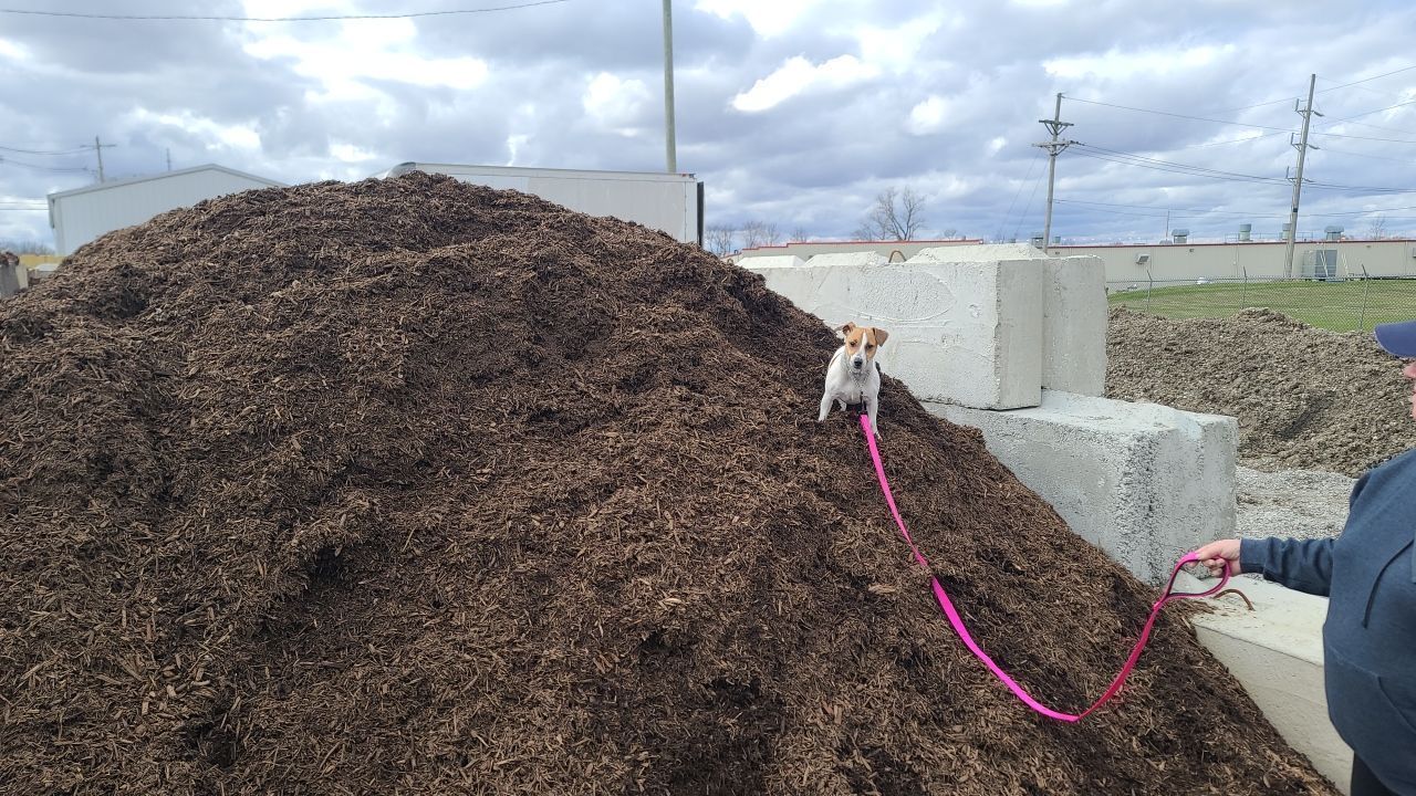 A dog on a leash is standing on top of a pile of mulch.