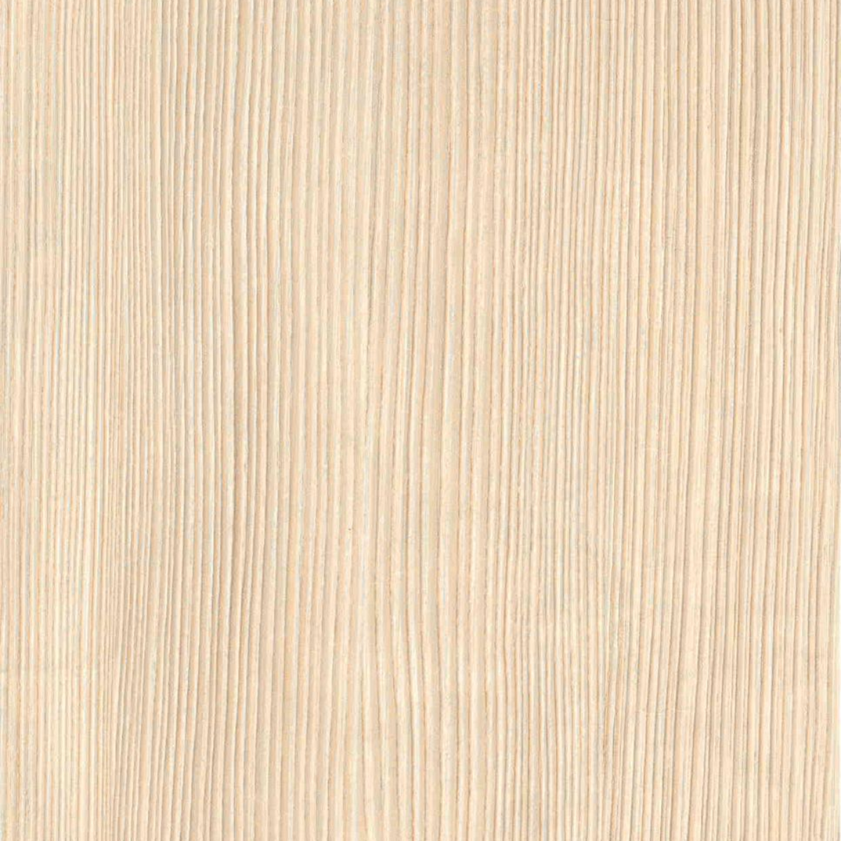 Riga Birch