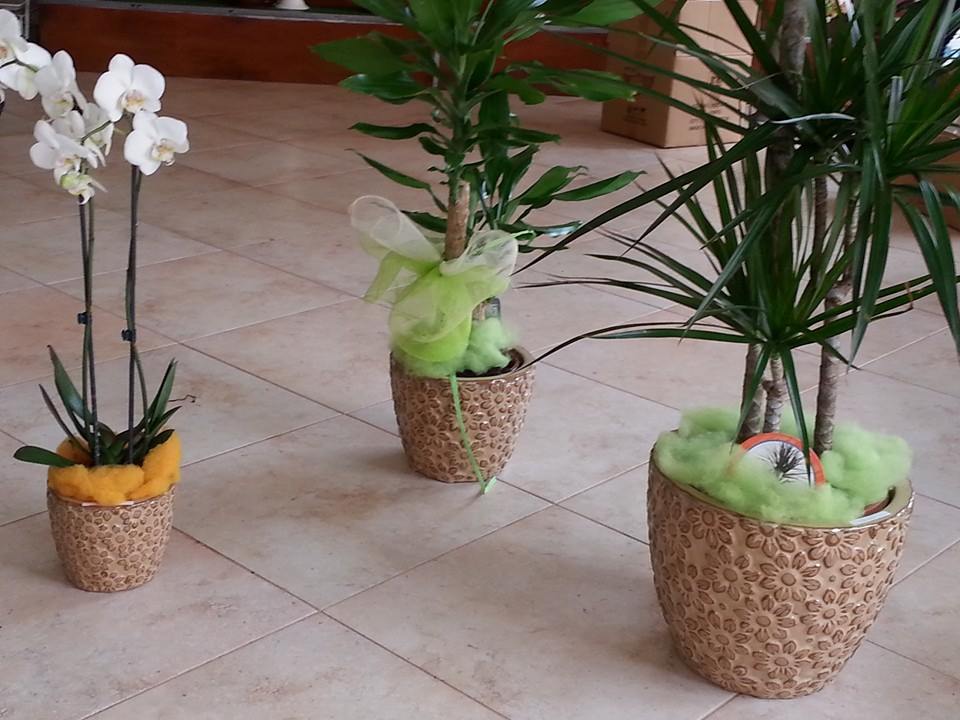 Tre piante in vaso con orchidee bianche, foglie verdi e vasi con texture marrone.