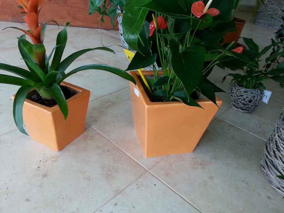 Due piante in vaso, una con fiori arancioni e l'altra con fiori rossi, sono sistemate in vasi quadrati arancioni.