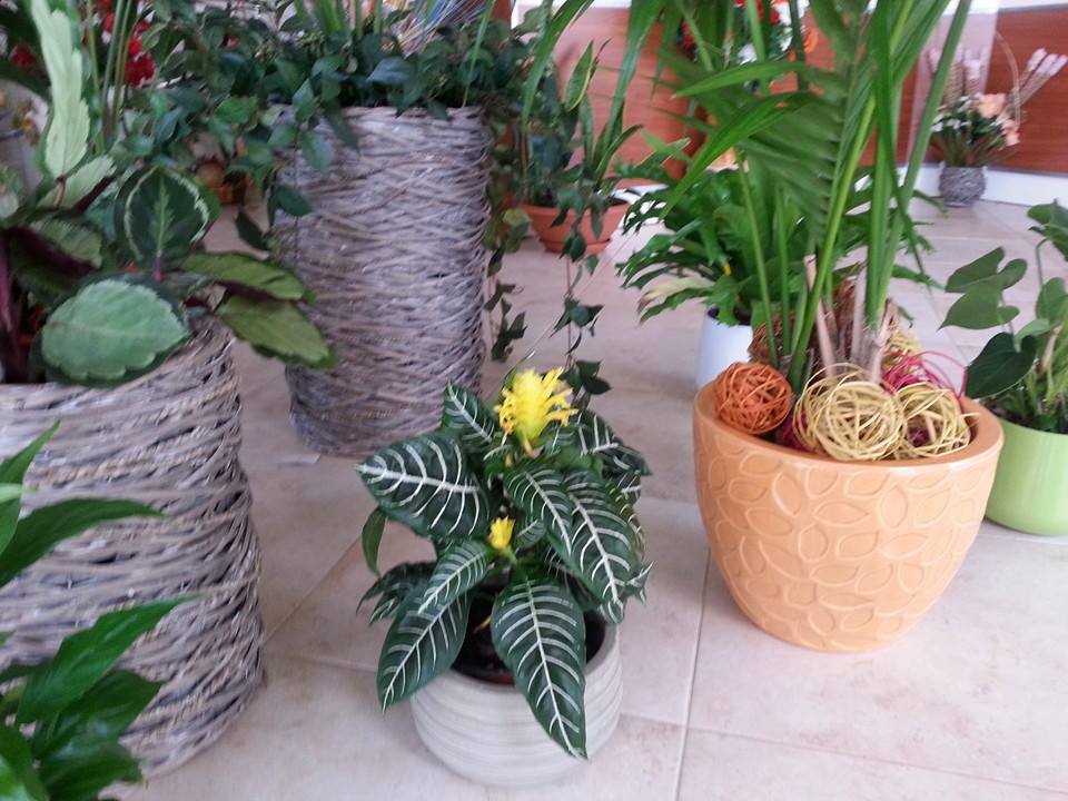 Varie piante in vaso di diversi tipi e dimensioni.