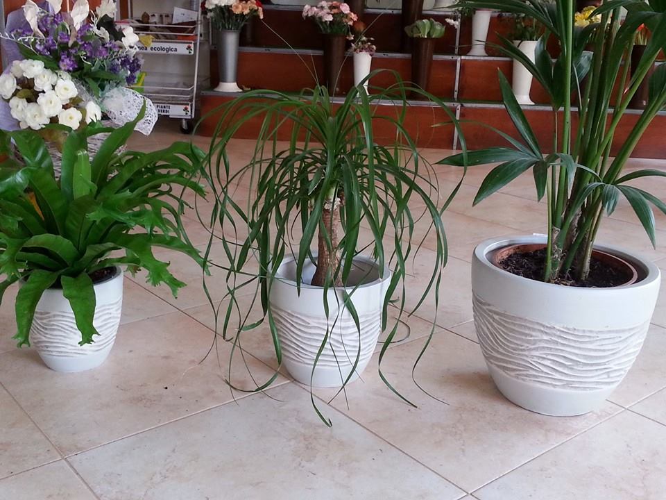 Tre piante in vaso su un pavimento piastrellato.