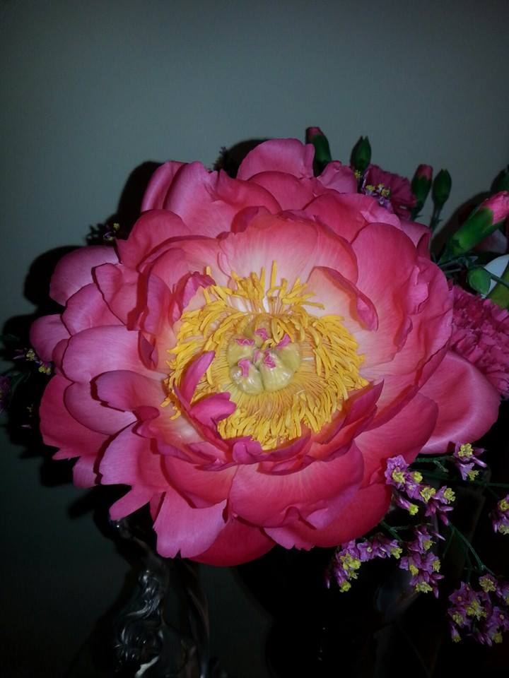 Fiore di peonia rosa con centro giallo, circondato da altri fiori.