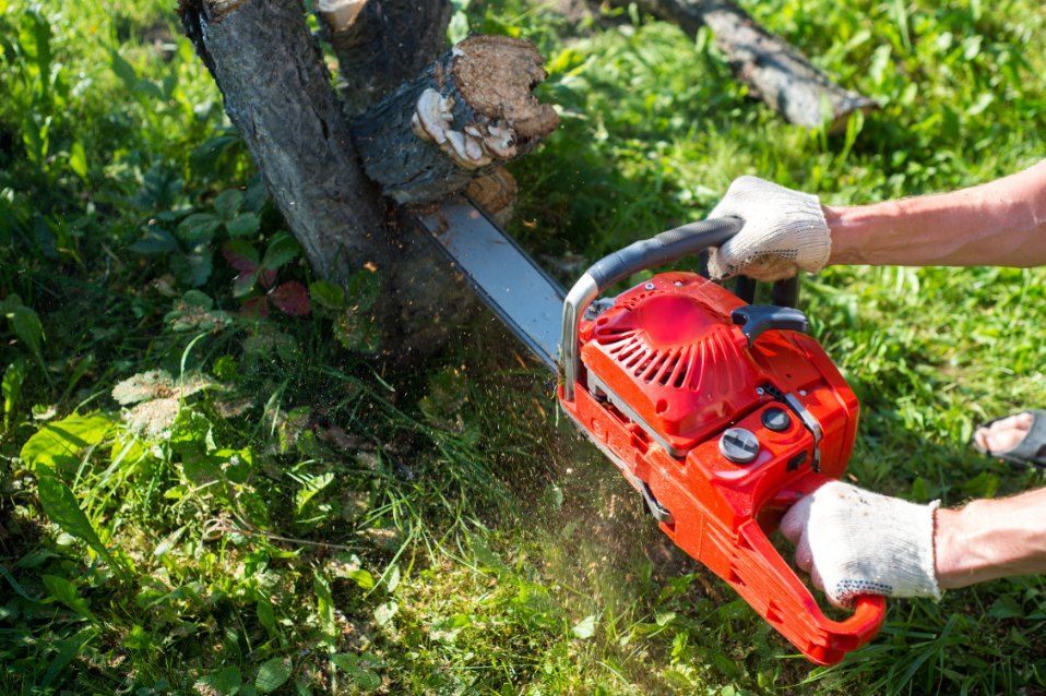 A Person is Cutting a Tree — Morrison Tree Services in Maroochy River, QLD