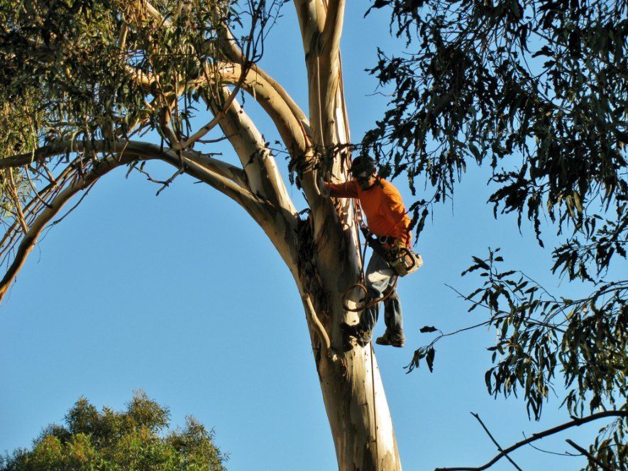 A Man in an Shirt is Climbing a Tree — Morrison Tree Services in Maroochy River, QLD