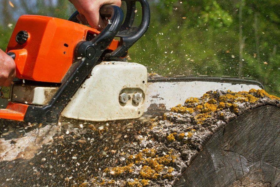 A Person is Cutting With Chainsaw — Morrison Tree Services in Maleny, QLD