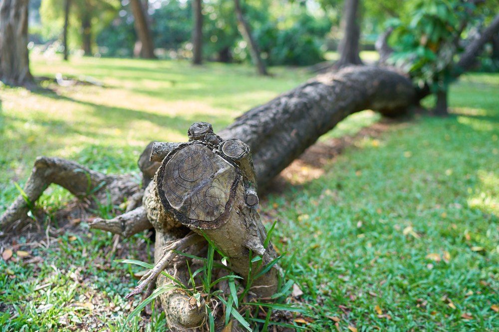 A Tree Stump is Laying in the Grass in a Park — Morrison Tree Services in Maroochy River, QLD