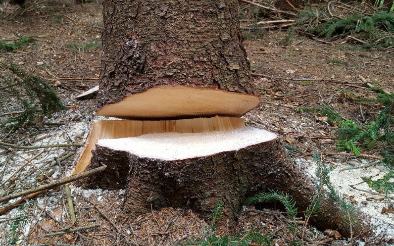 A Tree Stump With a Piece of Wood Sitting on Top of It — Morrison Tree Services in Glenview, QLD