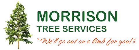 Tree Services on the Sunshine Coast Tree Services on the Sunshine Coast