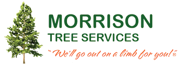 Tree Services on the Sunshine Coast Tree Services on the Sunshine Coast