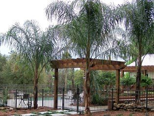 A wooden pergola is surrounded by palm trees and a pool.